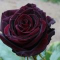 Description and characteristics of black magic roses, planting and care