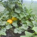 Formation, planting, cultivation and care of melons in the greenhouse