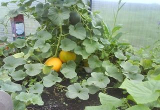 Formation, planting, cultivation and care of melons in the greenhouse