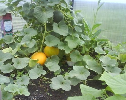 Formación, plantación, cultivo y cuidado de melones en invernadero