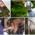 How to properly milk a goat and care features, expert advice