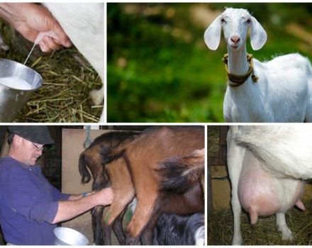 Paano mag-gatas ng kambing at tampok ng pangangalaga, payo ng dalubhasa