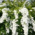 Plantación y cuidado de spirea en Siberia y selección, cultivo y reproducción de variedades.