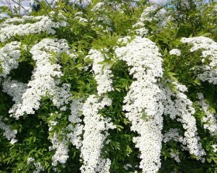 Plantación y cuidado de spirea en Siberia y selección, cultivo y reproducción de variedades.