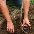 Comment planter correctement les semis de cerisier au printemps, en été et en automne, règles d'entretien