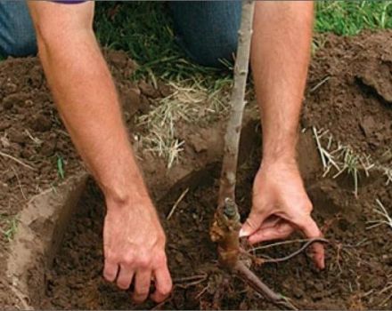 Cómo plantar correctamente las plántulas de cereza en primavera, verano y otoño, reglas de cuidado