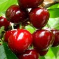 Description des variétés de cerises à gros fruits, pollinisateurs, culture et soins