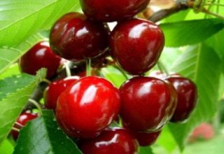 Description des variétés de cerises à gros fruits, pollinisateurs, culture et soins