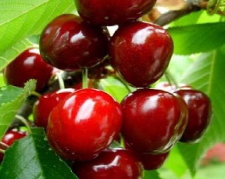 Description of varieties of large-fruited cherries, pollinators, cultivation and care