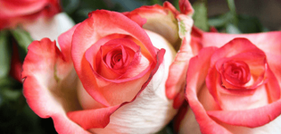 Description and characteristics of Blush roses, the subtleties of growing