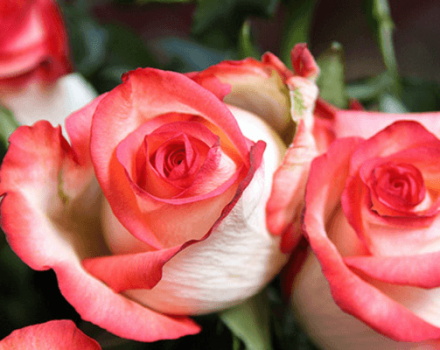 Description and characteristics of Blush roses, the subtleties of growing