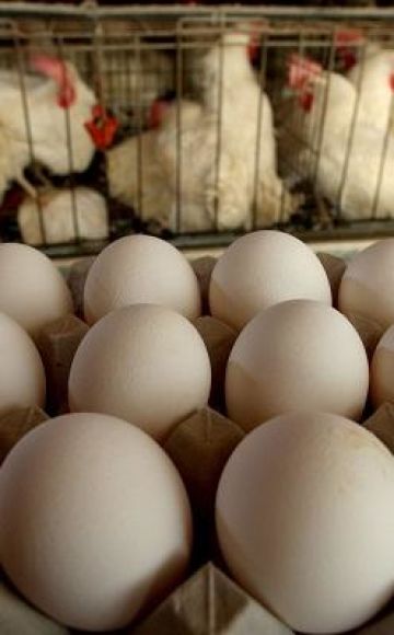 ¿Los pollos de engorde ponen huevos en casa y las reglas de mantenimiento de aves?