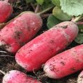 Penerangan mengenai pelbagai jenis daikon Raspberry nektar, cadangan penanaman dan penjagaan