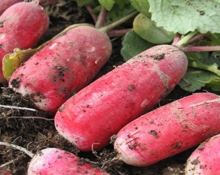 Description of the daikon variety Raspberry nectar, recommendations for cultivation and care