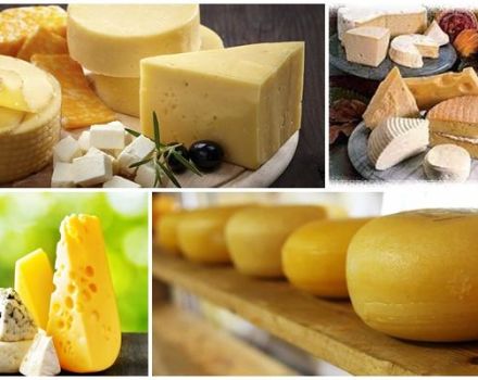 Top 4 types et noms de fromages au lait de brebis, avantages et inconvénients pour le corps