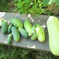 Is it possible to plant zucchini and cucumbers nearby, their compatibility