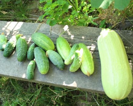 Is it possible to plant zucchini and cucumbers nearby, their compatibility