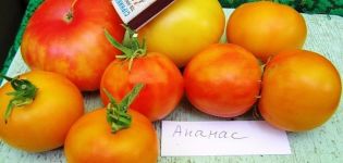 Beschrijving van de tomatenvariëteit Ananas, kenmerken van teelt en verzorging