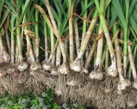 Why garlic can grow small, not divide into cloves and be born with one head