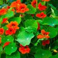 Description of 14 species and varieties of nasturtium, planting and care in the open field