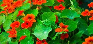 Description of 14 species and varieties of nasturtium, planting and care in the open field