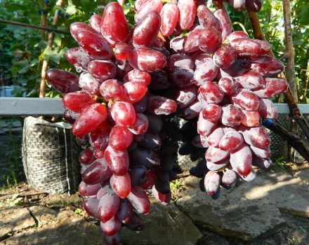 Descripción y características de la variedad de uva Baikonur, características de cultivo e historial de reproducción.