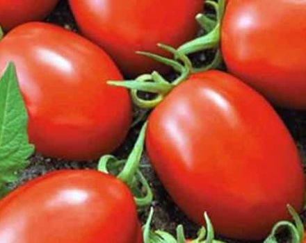 Description of the Matador tomato variety and its characteristics