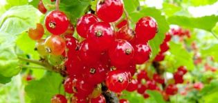 Description of red currant varieties Marmeladnitsa, planting and care