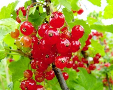 Descripción de las variedades de grosella roja Marmeladnitsa, plantación y cuidado.