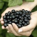 Useful properties and contraindications of black currant for the human body