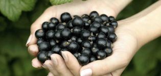 Useful properties and contraindications of black currant for the human body