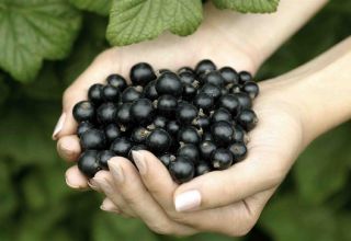 Propriétés utiles et contre-indications du cassis pour le corps humain