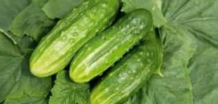 Description of the variety of cucumbers Abundant, features of growing and care