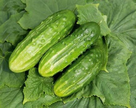 Description of the variety of cucumbers Abundant, features of growing and care