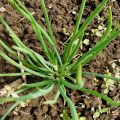 Plantar, cultivar y cuidar cebollas familiares en campo abierto.