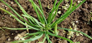 Plantar, cultivar y cuidar cebollas familiares en campo abierto.