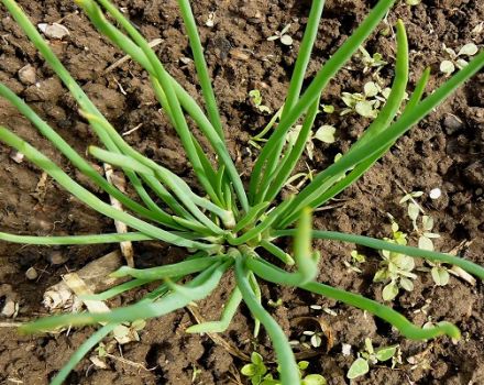 Plantar, cultivar y cuidar cebollas familiares en campo abierto.