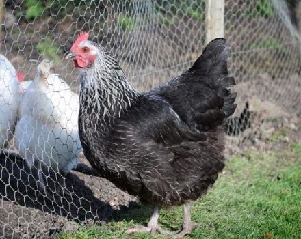 Description et caractéristiques de la race de poulets Kotlyarevskaya, règles d'entretien