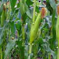 Technology of growing and caring for corn in the open field, agrotechnical conditions