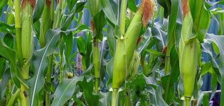 Tecnología de cultivo y cuidado del maíz en campo abierto, condiciones agrotécnicas.