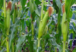 Tecnología de cultivo y cuidado del maíz en campo abierto, condiciones agrotécnicas.