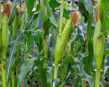 Teknologi menanam dan merawat jagung di ladang terbuka, keadaan agroteknik