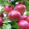 Description of the variety of apple trees Super Prekos, cultivation and yield