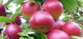 Description of the variety of apple trees Super Prekos, cultivation and yield