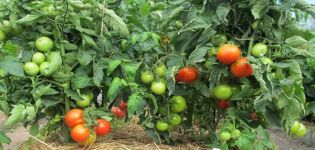 Characteristics and description of the Tamina tomato variety, its yield