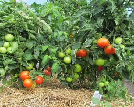 Caractéristiques et description de la variété de tomate Tamina, son rendement