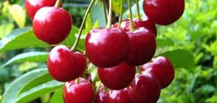 Description and characteristics of cherry varieties Meeting, breeding history and cultivation features