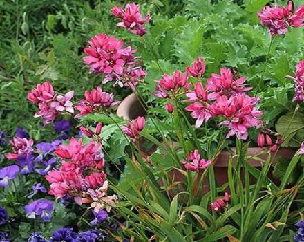 Plantación y cuidado de Ixia en campo abierto, características de cultivo.