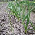 Do I need to rake the soil from the heads of garlic before harvesting?