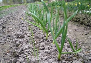 Do I need to scoop up the soil from the heads of garlic before harvesting?